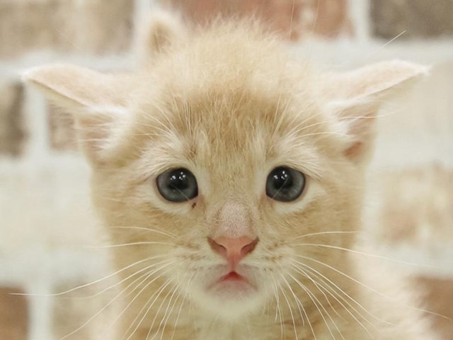 長野県のアメリカンショートヘアー (ペッツワン塩尻店/2024年5月1日生まれ/男の子/クリームタビー)の子猫